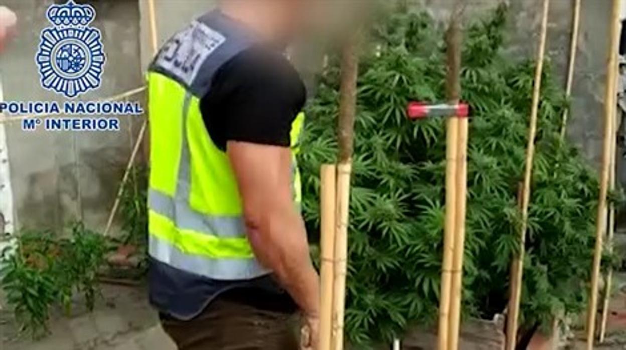 Un agente de la Policía Nacional ante varias plantas de marihuana intervenidas en La Línea