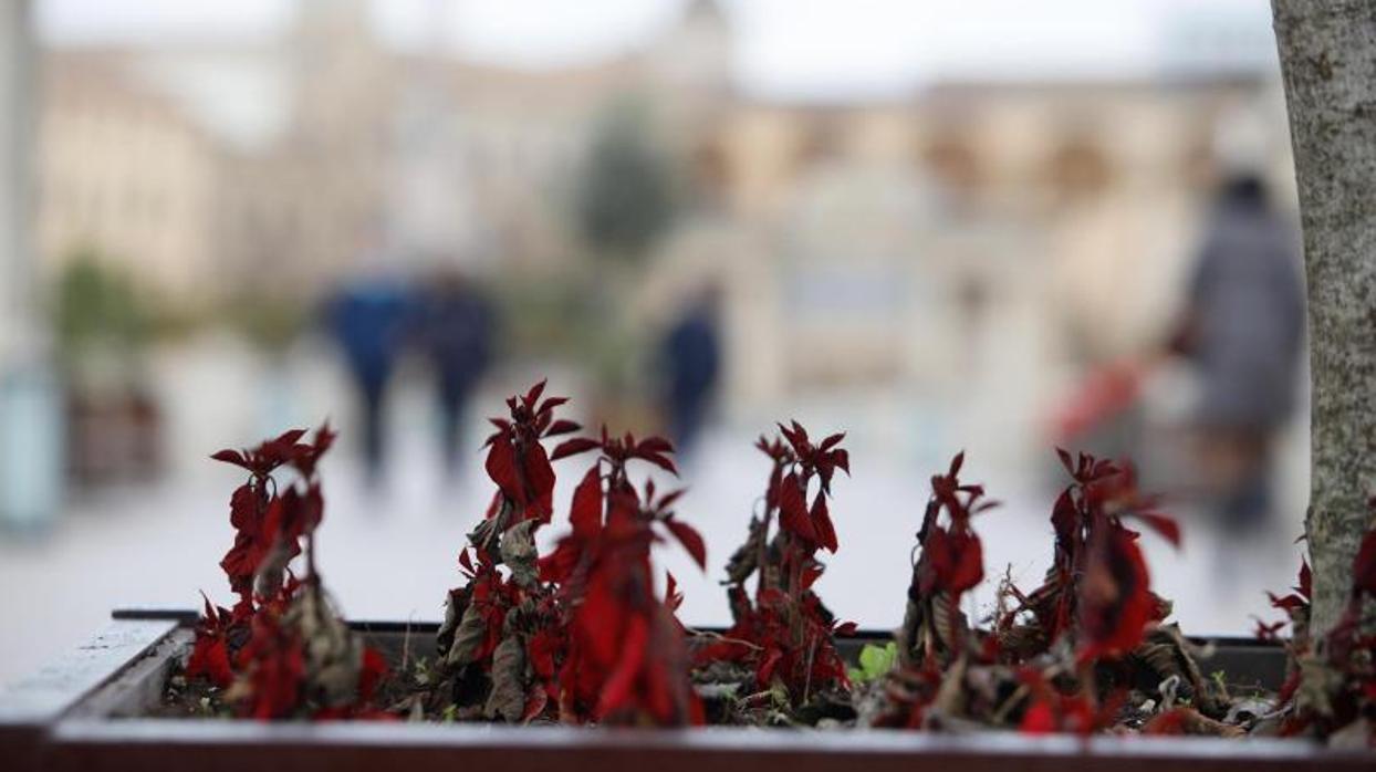 Una planta en primer término en el Puente Romano