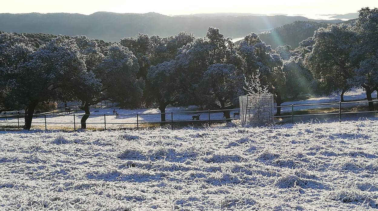 La dehesa de Cardeña ha amanecido con una capa blanca de nieve este domingo