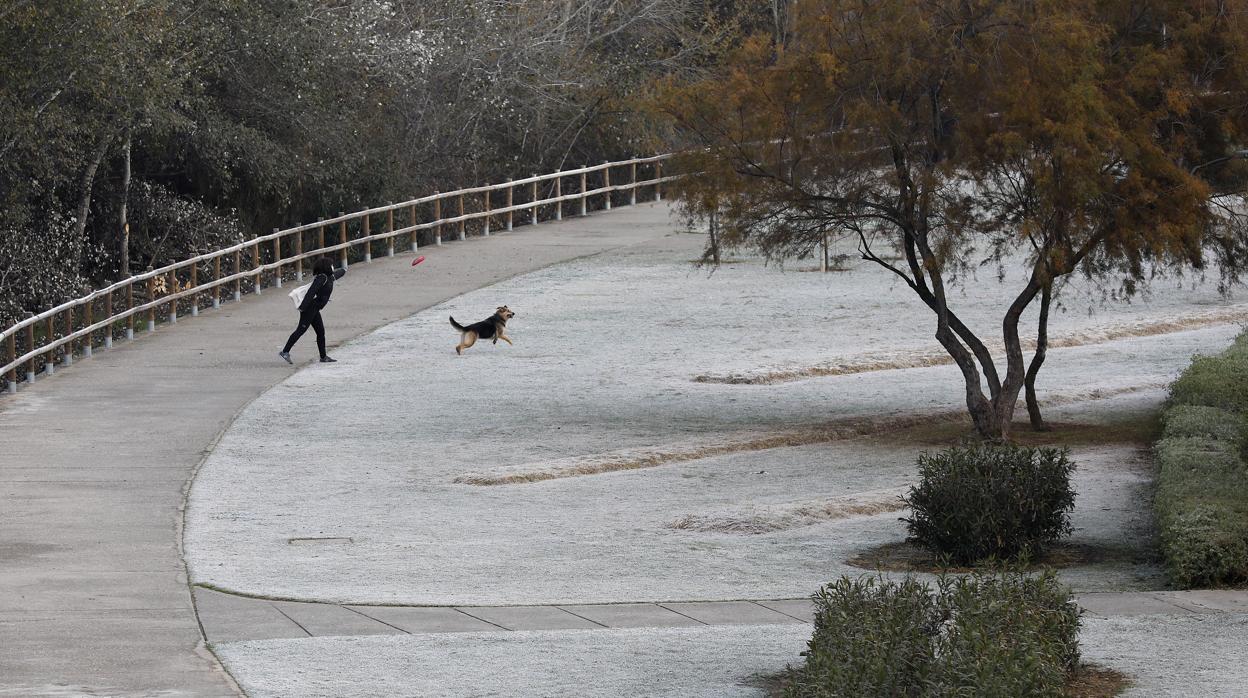 Una persona juega con su perro en el parque de Miraflores de Córdoba nevado junto al río Guadalquivir