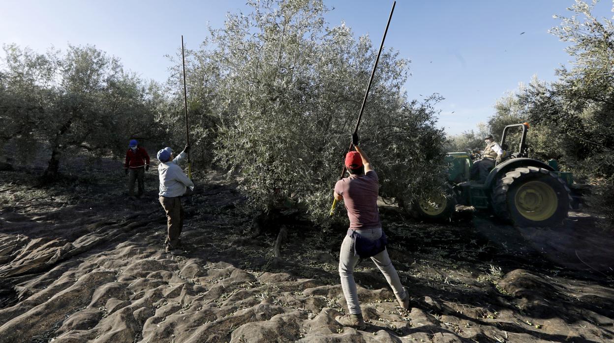 Varios jornaleros en una finca de Córdoba vareando olivos
