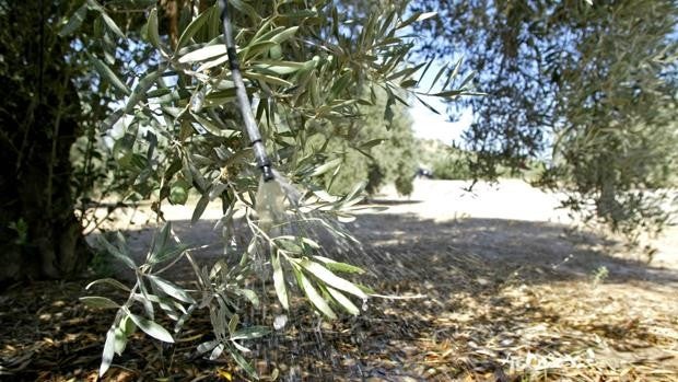 El olivar en riego de Córdoba solo es el 12% del total de Andalucía, pese a tener el 23% de superficie de cultivo