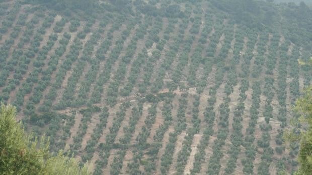 Andalucía producirá casi 300.000 toneladas de aceite de oliva menos de las previstas por el aforo de la Junta