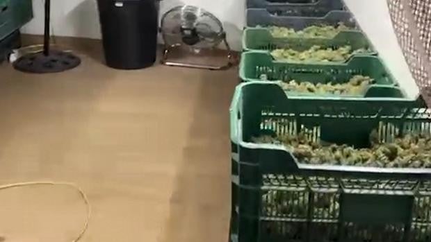 Más de 60 detenidos de una red que distribuía marihuana desde Granada por Europa