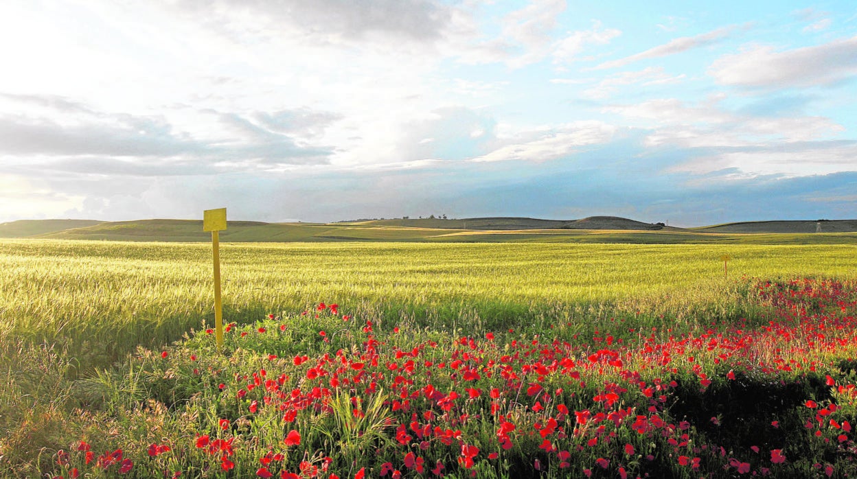 Plantación de trigo en pleno desarrollo