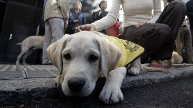 La Junta excluye a la caza del maltrato animal en su nueva ley, pero perseguirá el sacrificio y abandono cero