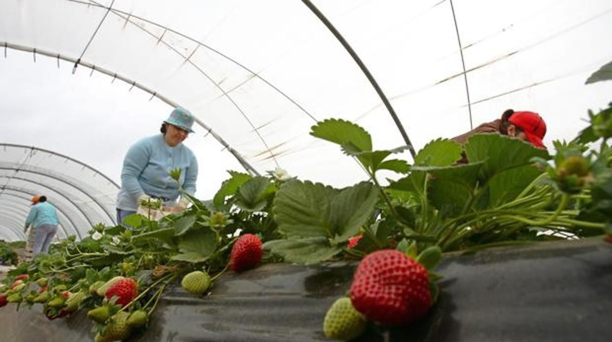 Trabajadoras del campo recogiendo la fruta