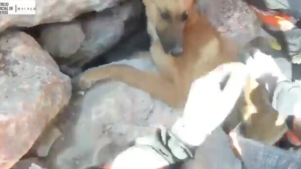 La complicada operación de rescate de los Bomberos de un perro con la cabeza atrapada en unas rocas en Málaga