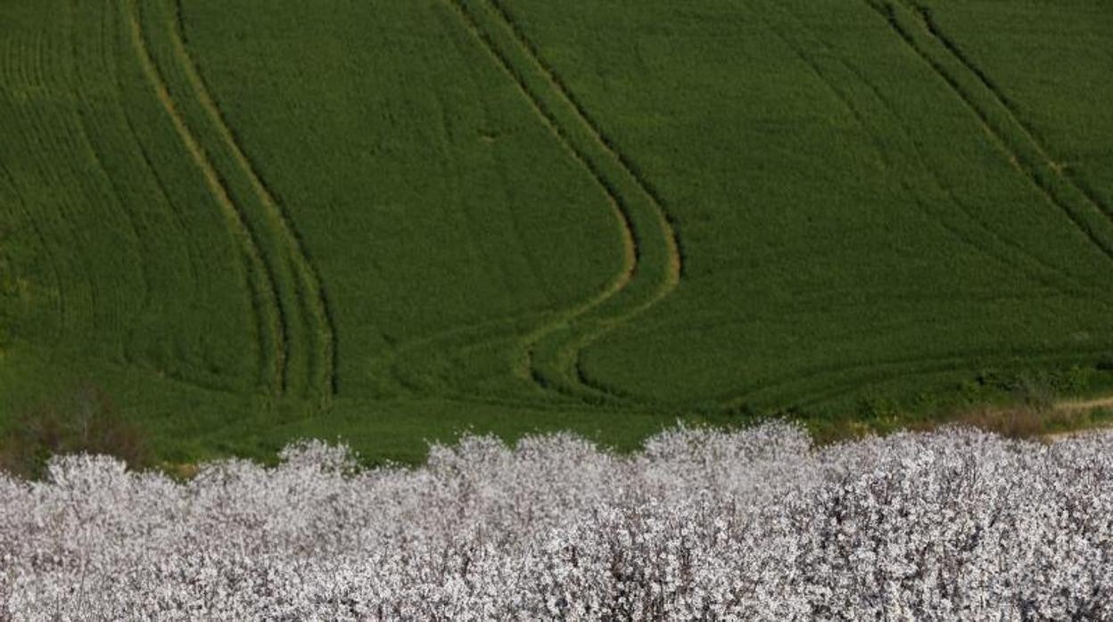 Un campo de almendros soleado en Córdoba