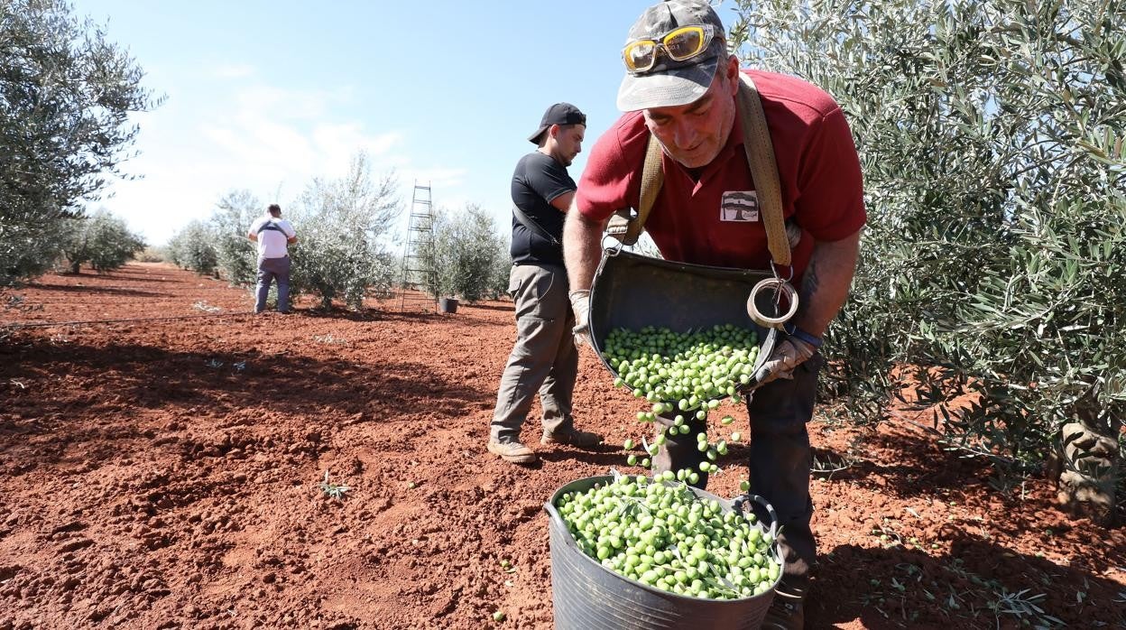 Trabajadadores del campo, realizando tareas de recogida de la aceituna de mesa