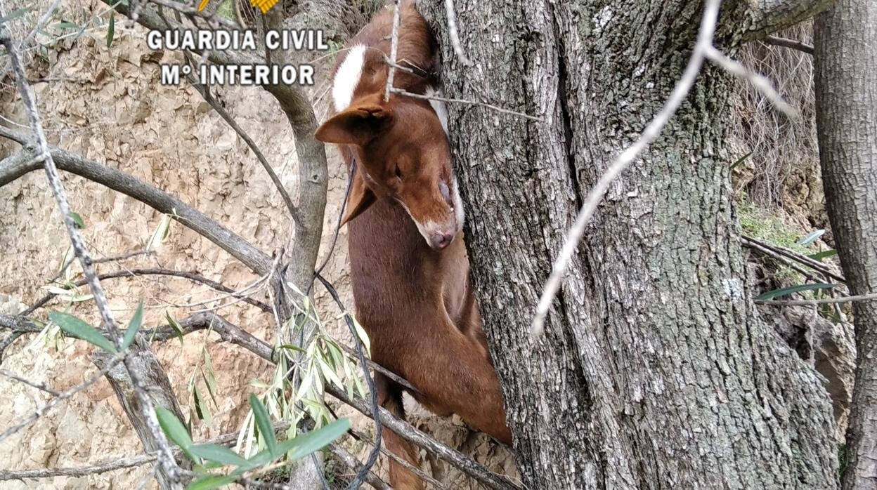 Imagen del perro ahorcado distribuida por la Guardia Civil