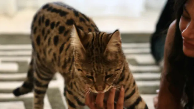Encuentran al gato desaparecido en Benahavís por el que ofrecieron una recompensa de 3.000 euros