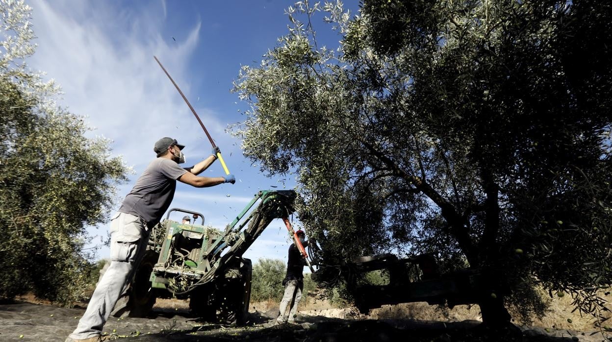 La mecanización del olivar está entre los ejes de investigación de la Escuela de Agrónomos de Córdoba