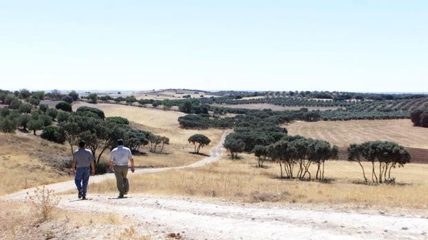 ‘A Desalambrar’ reclama que Ambrosio restituya la vía pecuaria de Obejo