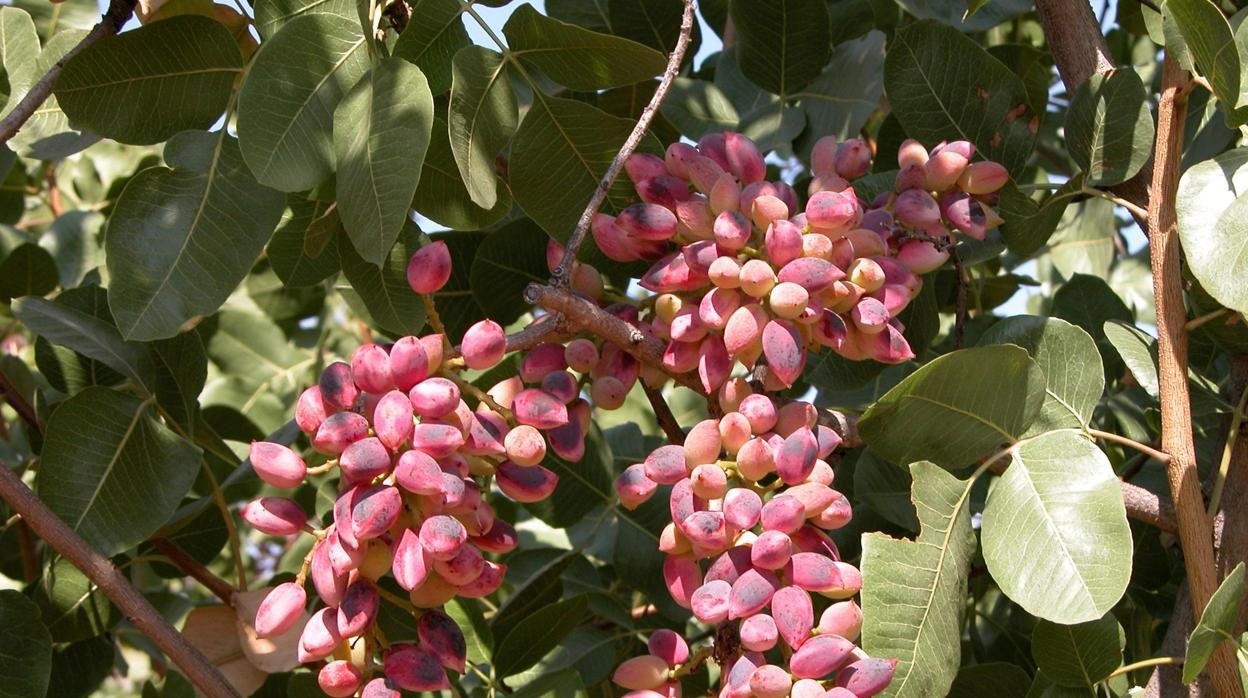 Pistachos antes de su recolección