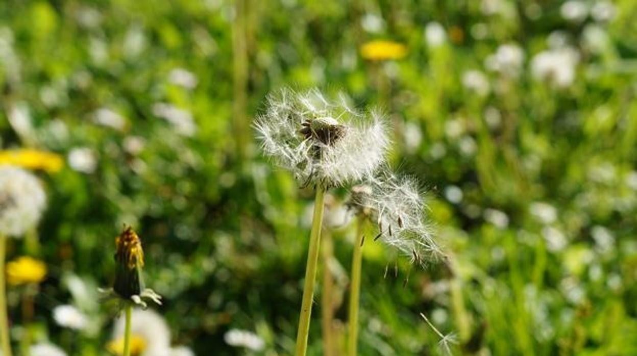 La alta concentración de polen influye en el aumento de infecciones por coronavirus, según un estudio de la UCO