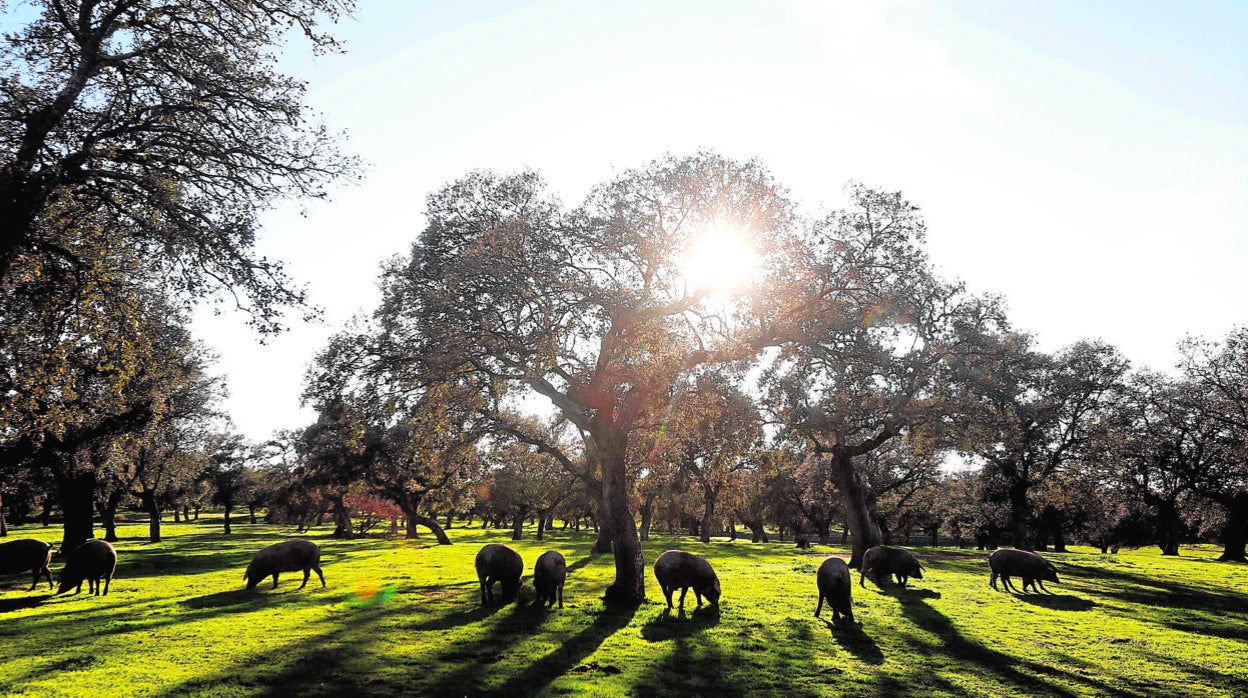 Varios ejemplares de cerdo ibérico torbiscal en una finca de la dehesa de Pozoblanco