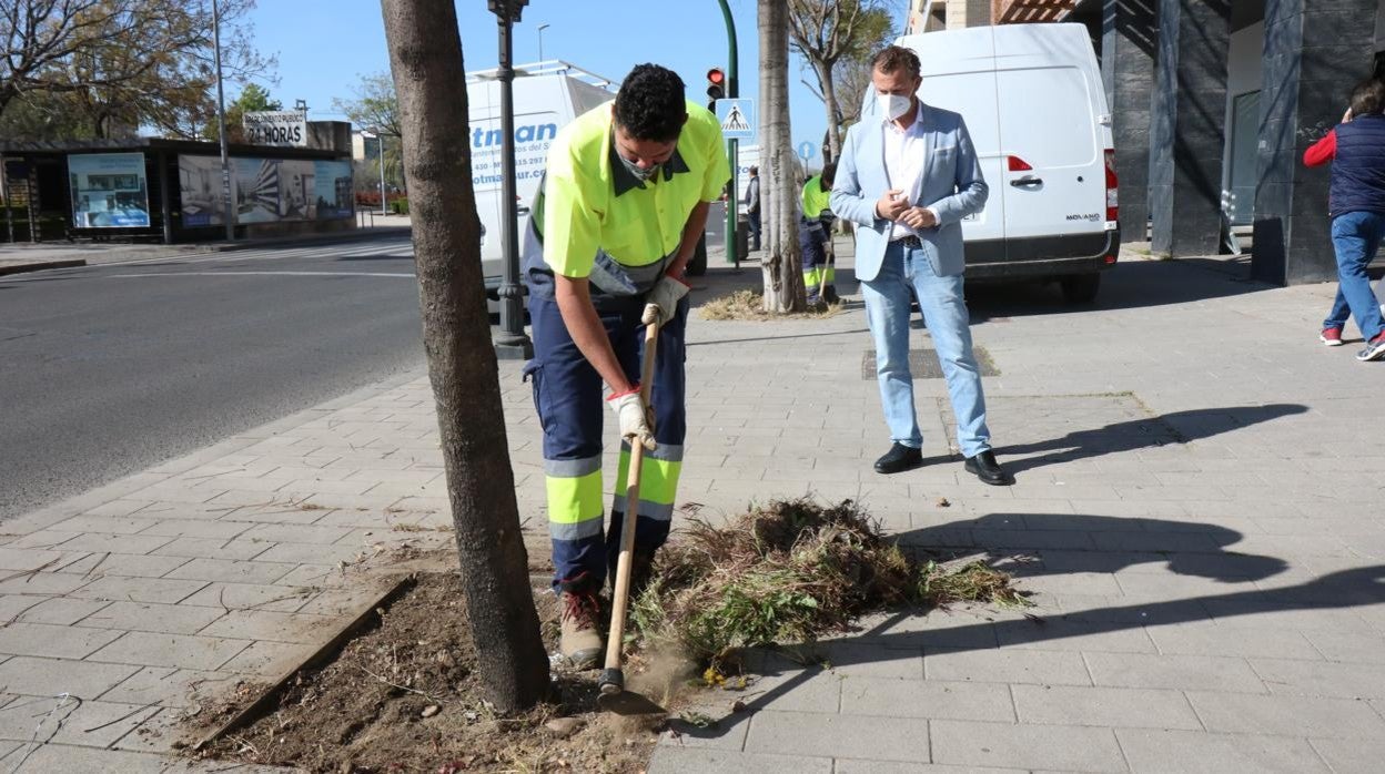 El concejal de Infraestructuras observa el trabajo de un operario que desbroza un alcorque