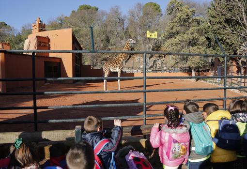 Imagen de la jirafa Bulería en el Zoo de Córdoba