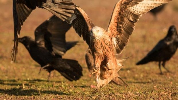 El milano real anida en Córdoba