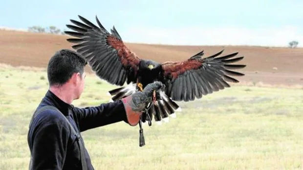 Águilas reales, búhos o cernícalos: Andalucía regula el uso de pájaros para la caza