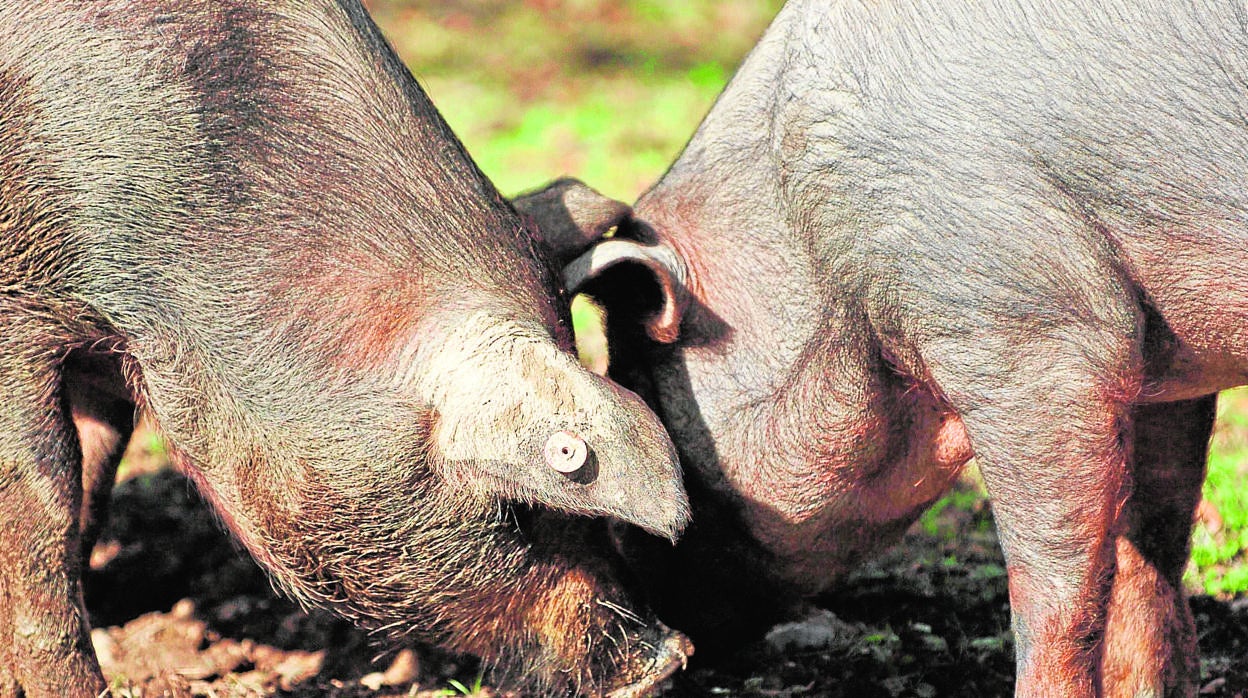 Dos cerdos ibéricos comen bellotas en la dehesa de la comarca de Los Pedroches (Córdoba)