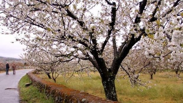 Japón busca en Andalucía los rincones floridos más parecidos a oriente