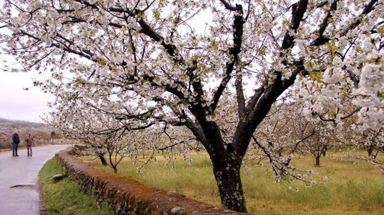 Cerezos en flor