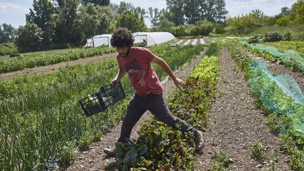 La industria agraria ecológica sigue avanzando en Córdoba y roza las 175.000 hectáreas