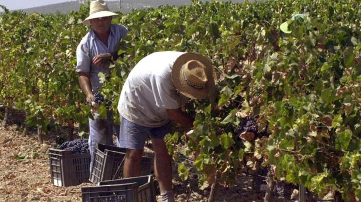 Dos agricultores en sus viñedos en una imagen de archivo