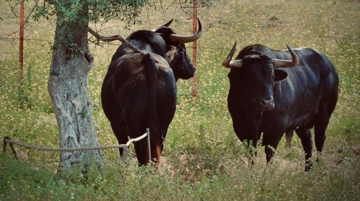 Dos toros bravos