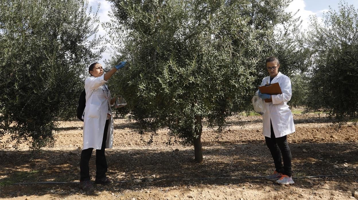 Investigadoras del Ifapa en un olivar