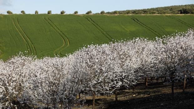 El campo cordobés considera «insuficientes» las rebajas del IRPF del Gobierno