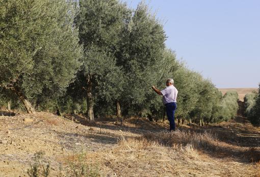 Suelo de olivar entre calles de árboles bajo mucha sequía