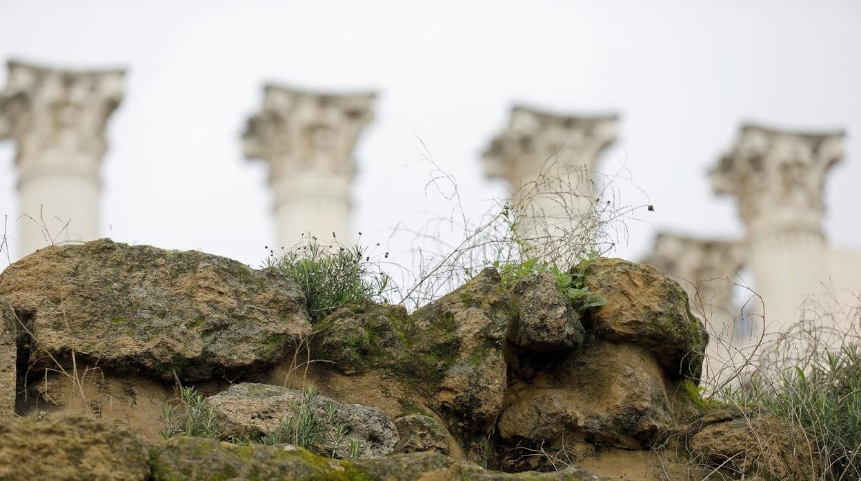 Jaramagos en los sillares del Templo Romano