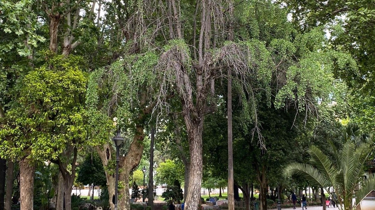 Ejemplar de los jardines de Los Patos