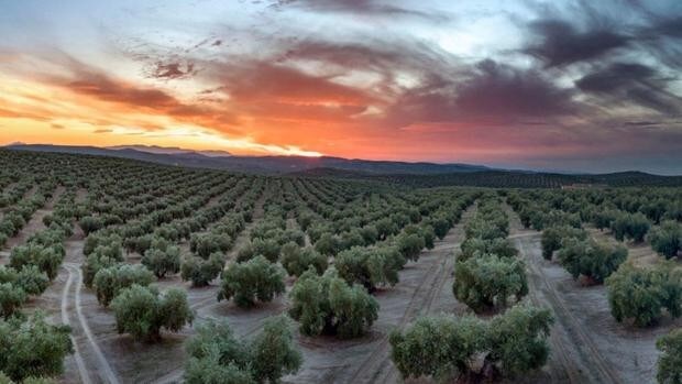 Alergia en Córdoba | La concentración del polen del olivo, en su nivel más alto desde 2019 y seguirá al alza