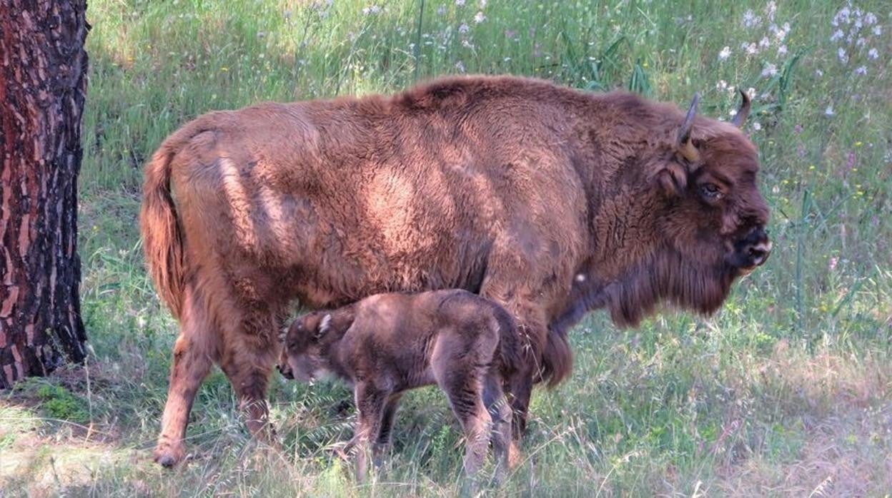 Imagen de la cría de bisonte y su madre