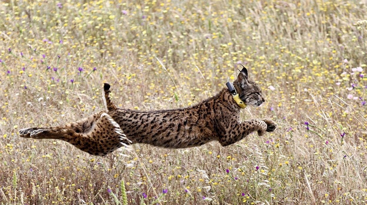 Ejemplar de lince ibérico