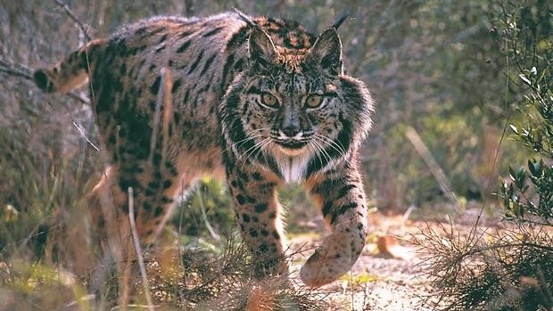 La zona de Andújar-Cardeña es la que albergó un mayor número de linces en Andalucía en 2020