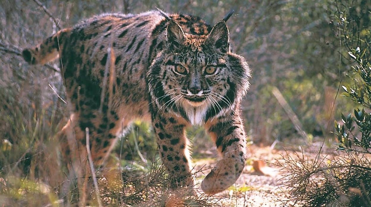 Imagen de un lince ibérico, cuya población ha alcanzado un récord de ejemplares en Andalucía