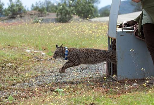 Imagen de archivo de la suelta de un lince en Villafranca