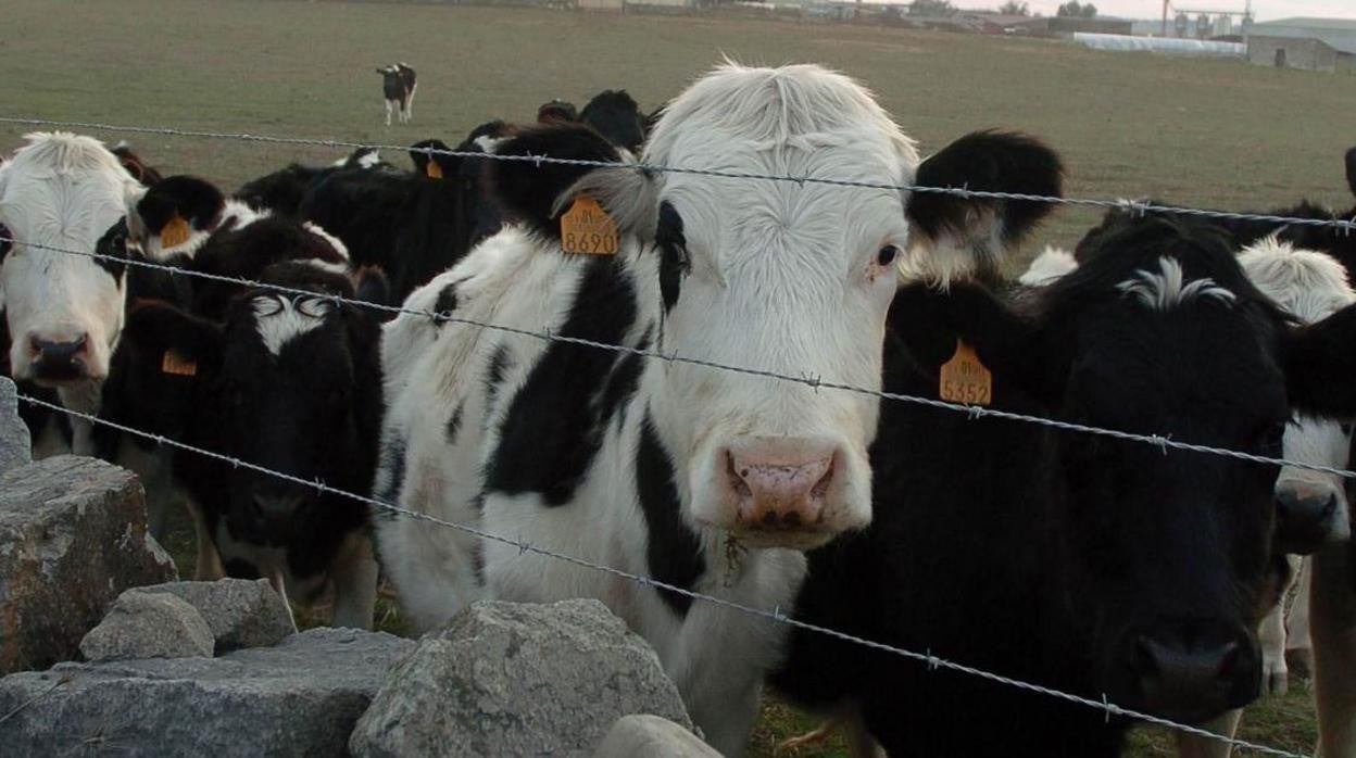 Vacas de una ganadería en una imagen de archivo