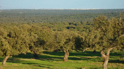 Dehesa de Los Pedroches junto a Villanueva de Córdoba