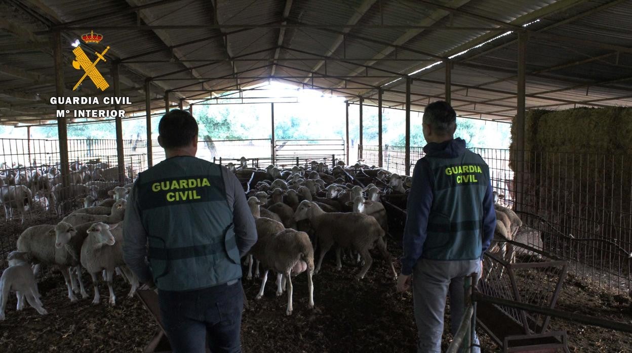 Equipo Roca en una explotación ganadera de Los Pedroches