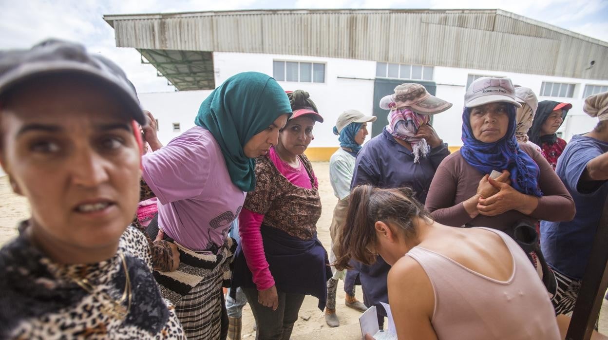 Un grupo de temporeras en una finca en Almonte