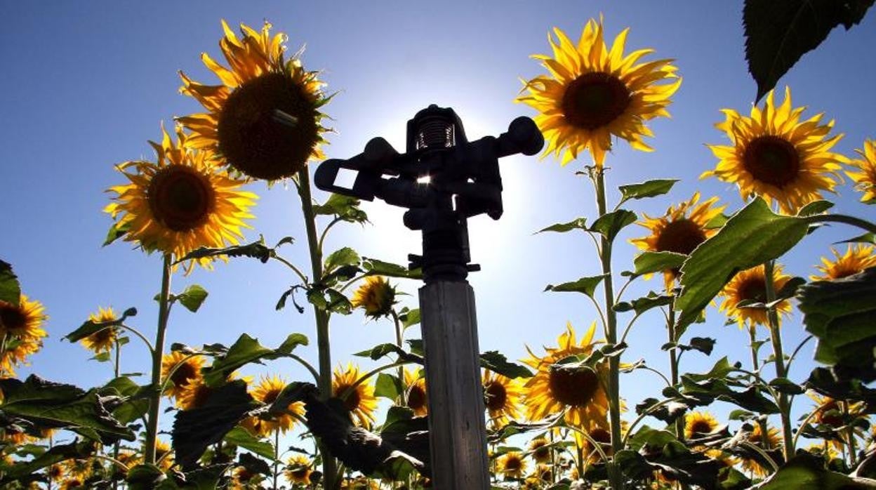 Un aspersor en un cultivo de girasoles