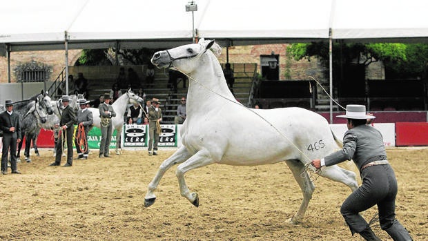 El sector ecuestre de Córdoba se muestra confiado en remontar este año tras un 2020 «catastrófico»
