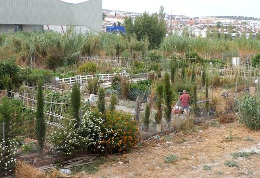 Lucena se &#039;abona&#039; a los huertos urbanos