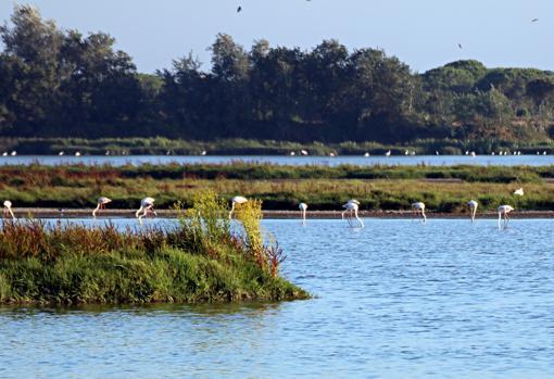 Parque Nacional de Doñana, Huelva